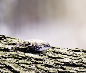 Eurasian treecreeper