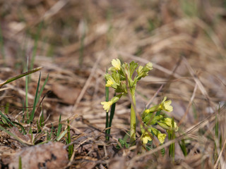 Hohe Schlüsselblumen / Waldschlüsselblumen / Primula elatior