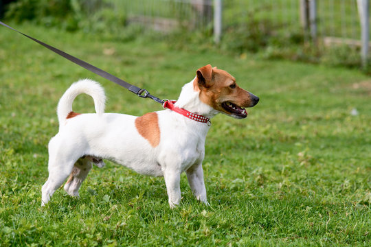 Jack Russell dog walking on lead in park