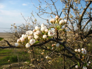 Цветущая вишня