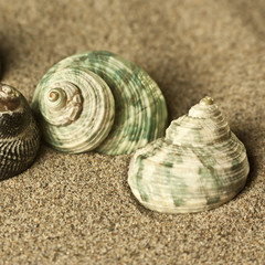 shells in the sand