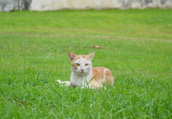 Naklejka na ściany i meble cat on grass field