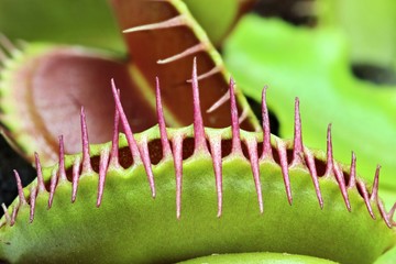 Venusfliegenfalle