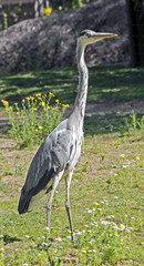 Grey heron