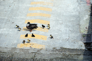 Wildente mit K&uuml;ken