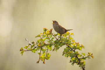 Eurasian Wren bird singing
