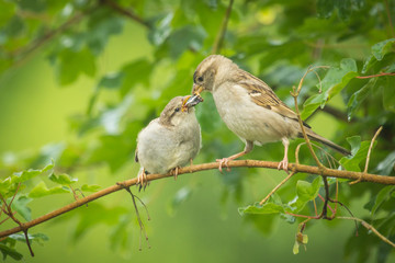 House sparrow feeding in the wild