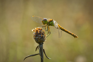 Common Darter side view