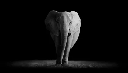 Tableau sur plexiglas Le salon Elephant  with dark background  © donvanstaden
