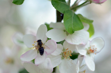 Apfelbl&uuml;te mit Biene