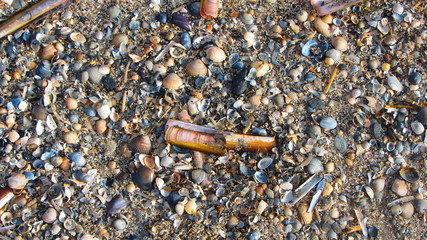Muschelteppich