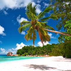 Beautiful beach with palm tree at Seychelles
