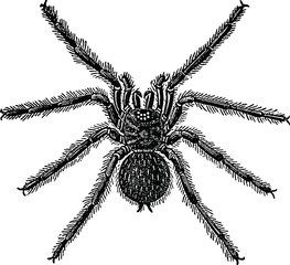 Vintage graphic spider