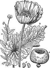 Vintage graphic flower poppy