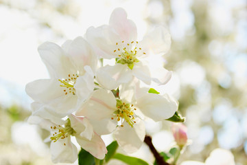 Blooming apple tree