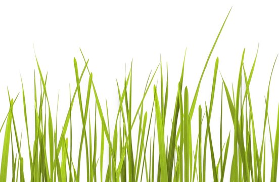 frische Grashalme auf wei&szlig; isoliert