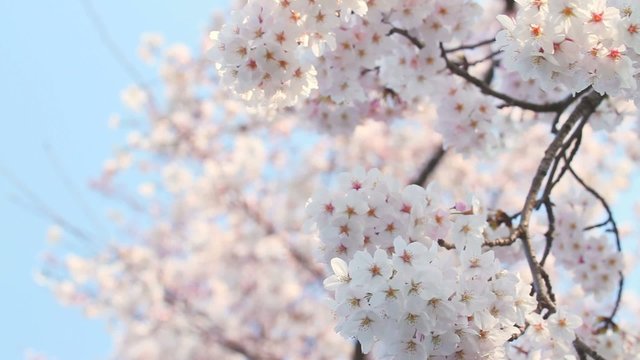 cherry tree