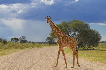 Giraffe (giraffa camelopardalis)- Kgalagadi Nationalpark