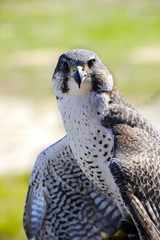 Hybrid of a Gyr and Peregrine Falcon