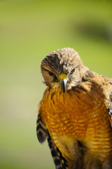 Red Shoulder Hawk