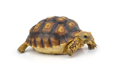 Obraz premium turtle isolated on white background
