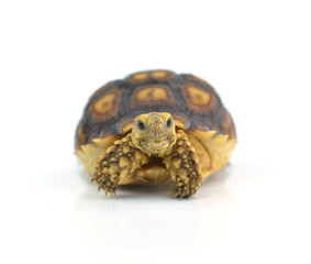 turtle isolated on white background
