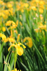 Obraz premium 舎人公園の菖蒲