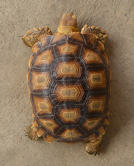 Obraz premium turtle