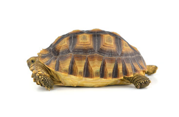turtle isolated on white background