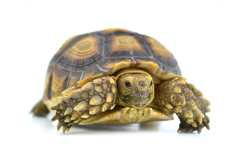 turtle isolated on white background