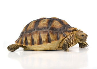 turtle isolated on white background