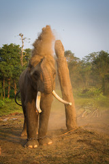 Fototapeta na wymiar Elephant in chain playing with dust