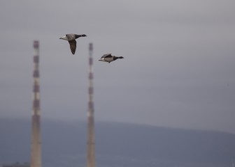 Brent Geese in flight with Poolbeg lighthouse in background