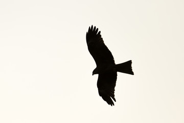 Sillhouette of eagle flying