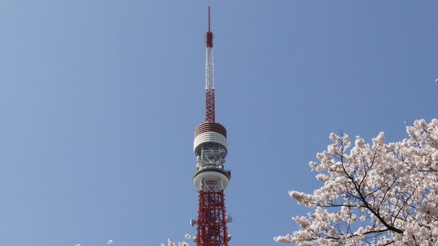 Cherry blossoms and Tokyo Tower in clear blue skies