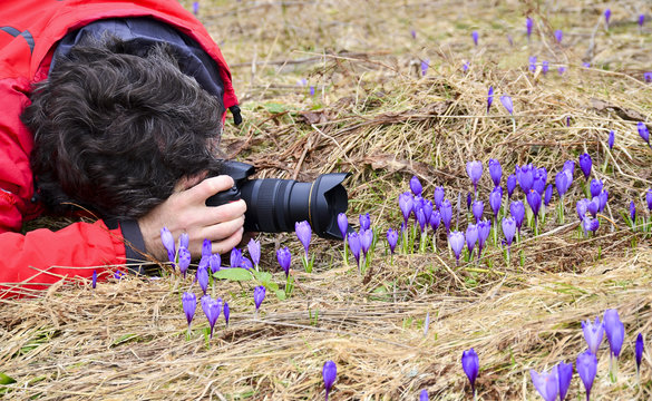 Photographer taking macro pictures of Crocus flowers in spring