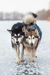 Malamutes two