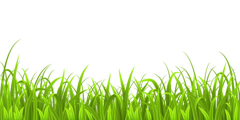 Grass new isolated on white background - 80969879