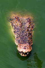 Crocodile