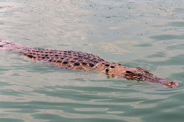 Crocodile