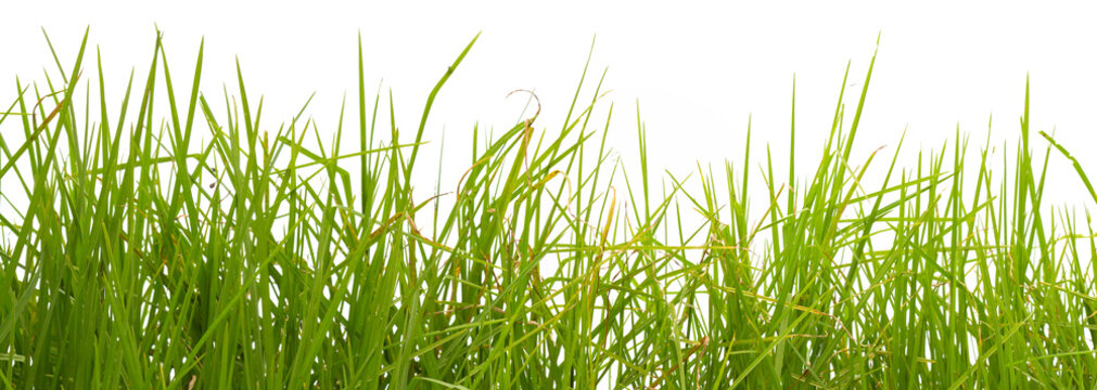 herbes sur fond blanc © Unclesam