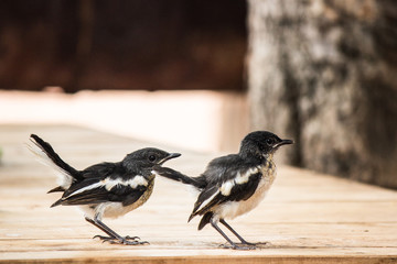bird stand in row