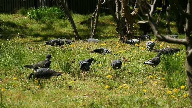 Birds gathering for food on a field of dandelions.