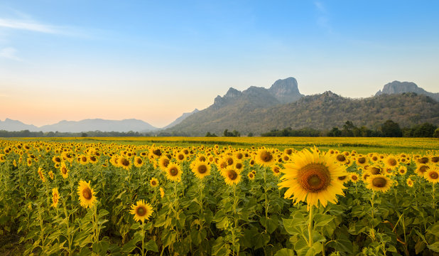 Sunflower Field Over Blue Sky