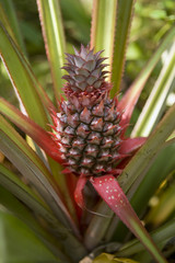 Pineapple tropical fruit growing in a farm
