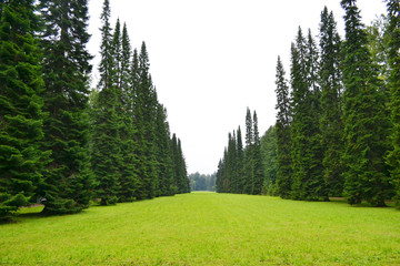 Park in Oranienbaum.