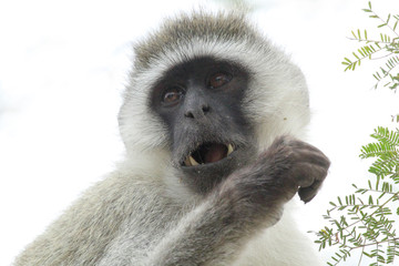 Portrait of a vervet monkey on a white background