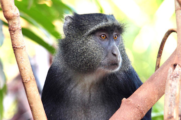Portrait of a blue diademed monkey