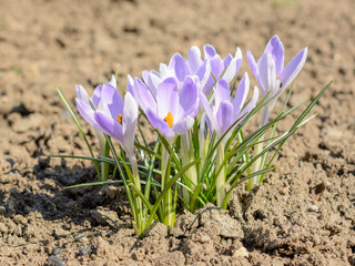 Obraz premium snowdrops