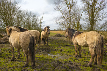 Herd of horses walking in nature in spring
